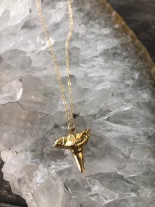 Medium Shark Tooth